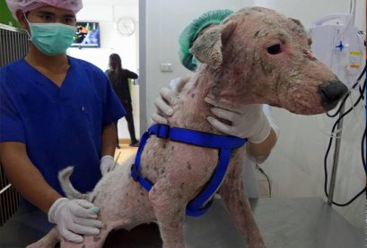 บี้เกิ้ลท้องโย้แต่คลอดไม่ออก คุณหมอช่วยด้วยข้อมูลสัตว์ป่วย “คิตตี้”เป็นแม่แมวร่างน้อย สายพันธุ์ British Shorthair เพศเมีย อายุ 1 ปี เข้ารับการรักษาที่โรงพยาบาลสัตว์ไอเว็ทด้วยอาการคลอดลำบาก โดยเจ้าของสังเกตพบว่าภายหลังจากน้องคิตตี้มีน้ำคร่ำไหลออกทางอวัยวะเ